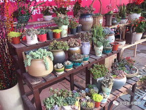 這樣花卉產品一應俱全的市場,落戶在東莞 東城上橋