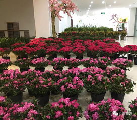 多種年宵花集中展銷 花卉文創精品平價搶購