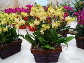 年宵花特惠 精品花卉買一贈百合啦