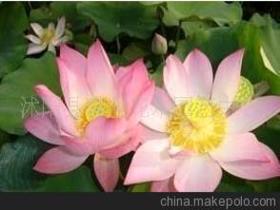 荷花種子價格 荷花種子批發 荷花種子廠家