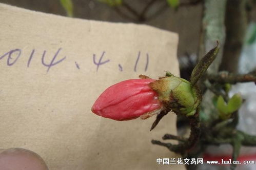 精品樹 5 杜鵑帶花苞 ,花正開,說明中有花圖