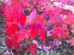 供應(yīng)喬木美國(guó)紅楓,美國(guó)紅楓小苗直銷基地,河南美國(guó)紅楓批發(fā)價(jià)格