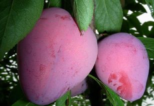 果花樂園產(chǎn)品圖片 果花樂園店鋪裝修圖片