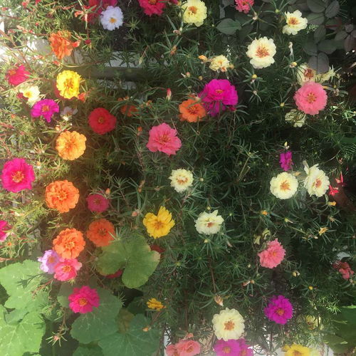 養(yǎng)花人都喜歡的2種 重瓣 花卉,譽(yù)為 開花機(jī)器 ,1年開200天
