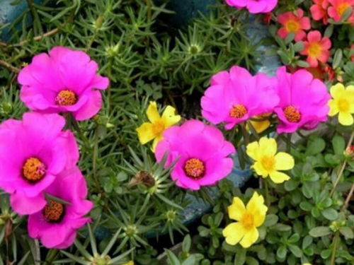 4種花太漂亮了,美麗若玫瑰,四季都開花,室內(nèi)也能養(yǎng)
