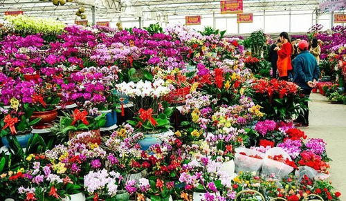 萬紫千紅,百花爭艷,春節將至,快給你的家里添點春色 花卉