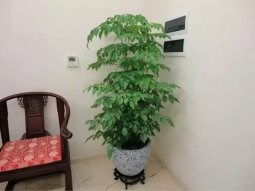 圖 北京綠植租賃公司北京花卉租賃 北京花鳥魚蟲