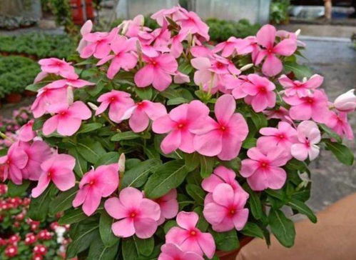 此款花卉,花艷易爆盆,養(yǎng)在家里繁花似錦,清新脫俗