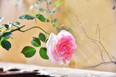 花卉攝影練習(xí)|攝影|產(chǎn)品攝影|藝baby瑩 