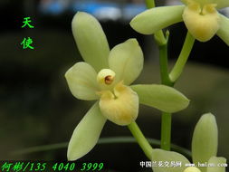 建蘭素花精品 天使 2苗2大芽 0 起拍