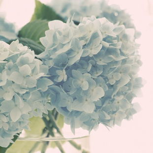 靜態植物花卉欣賞 440p 待續 powered phpwind