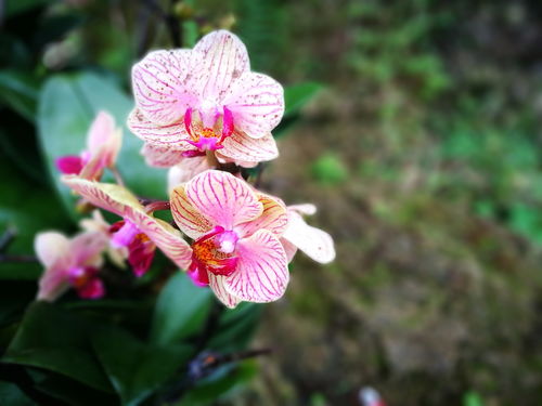 南寧青秀山花卉 南國