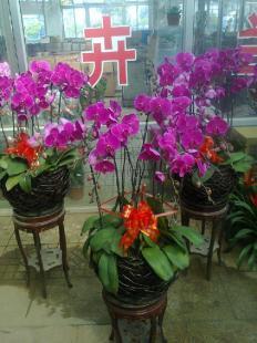 青州蝴蝶蘭供應基地山東蝴蝶蘭批發價格花卉_農副產品_世界工廠網中國產品信息庫