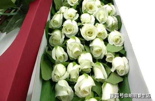 喜歡菊花,不如養(yǎng)盆 精品玫瑰 坦尼克,花開花朵肥碩,四季開花