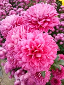 湖熟菊花園 菊花精品館成人票真的很不錯(cuò) 花品種多,真的特別 驢媽媽點(diǎn)評(píng)