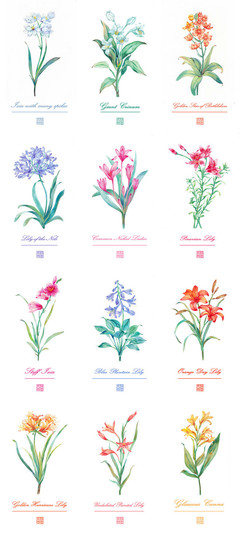 【百合花合集】水彩 插畫 教程 花卉 植物 小清新 手繪 圖源網(wǎng)絡(luò) 侵刪 by 墨巷懷人