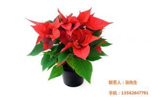 烏蘭察布盆花,大盆花,文濤花卉苗木(優(yōu)質(zhì)商家)_農(nóng)副產(chǎn)品_世界工廠網(wǎng)