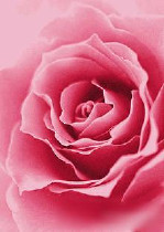 日照市花卉公司批發(fā)_花卉公司供應(yīng)_花卉公司廠家 - 