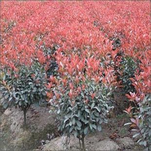 供應(yīng)主營 苗木花卉 雪松 廣玉蘭 香樟_農(nóng)副產(chǎn)品_世界工廠網(wǎng)中國產(chǎn)品信息庫