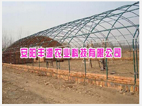 花卉大棚廠家,花卉種植價(jià)格,養(yǎng)花大棚成本圖片|花卉大棚廠家,花卉種植價(jià)格,養(yǎng)花大棚成本產(chǎn)品圖片由安陽豐源利農(nóng)科技公司生產(chǎn)提供-