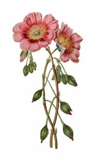 花,廠,開花,年份,隔離,孤立
