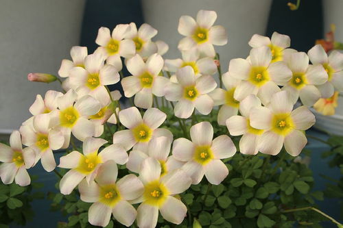 此款花卉,好養(yǎng)易爆盆,花朵開正旺,隨手一養(yǎng)就爆盆,開成小花園