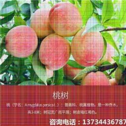 新聞資訊 特高產桃樹苗供應 錦花桃苗出售 公司 歡迎您