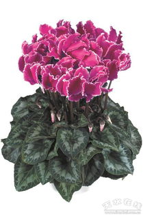 天水優(yōu)質(zhì)林果花卉產(chǎn)品參展北京世園會(huì)榮獲多個(gè)獎(jiǎng)項(xiàng)