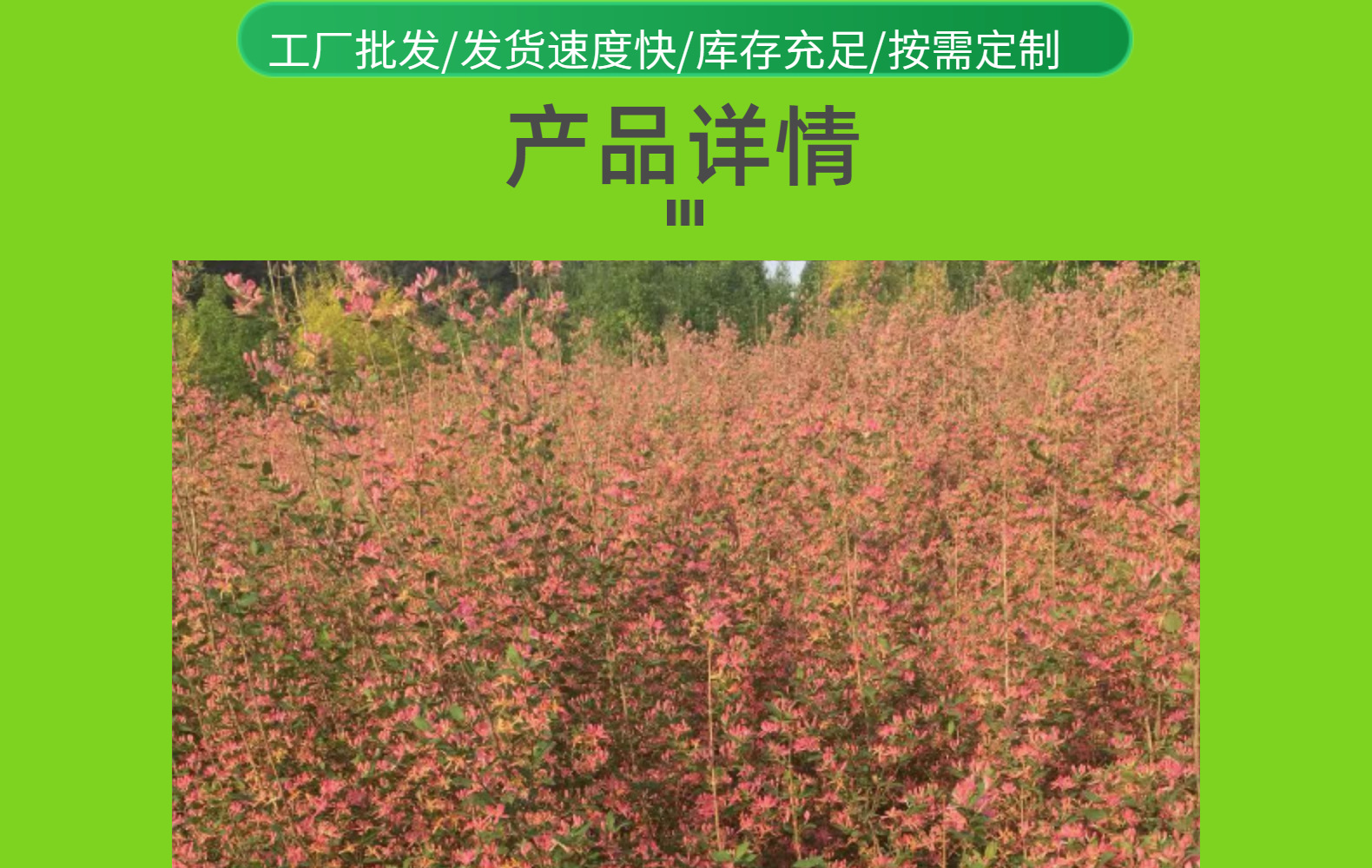 東北耐寒叢生金銀木 藍(lán)葉忍冬 紅花金銀忍冬價(jià)格合理