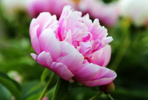 5月23日 5月29日,家養(yǎng)此款花卉,花朵大花期長(zhǎng),高貴優(yōu)雅
