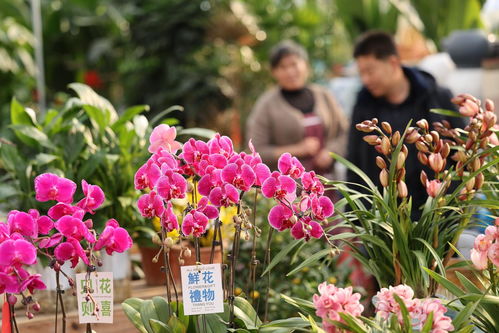 山東日照 花卉走俏迎新年