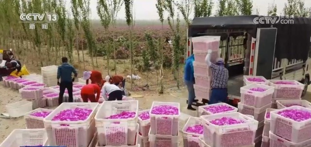 追著花兒看新疆 | 沙漠玫瑰競相綻放 “花海經濟”帶動產業發展