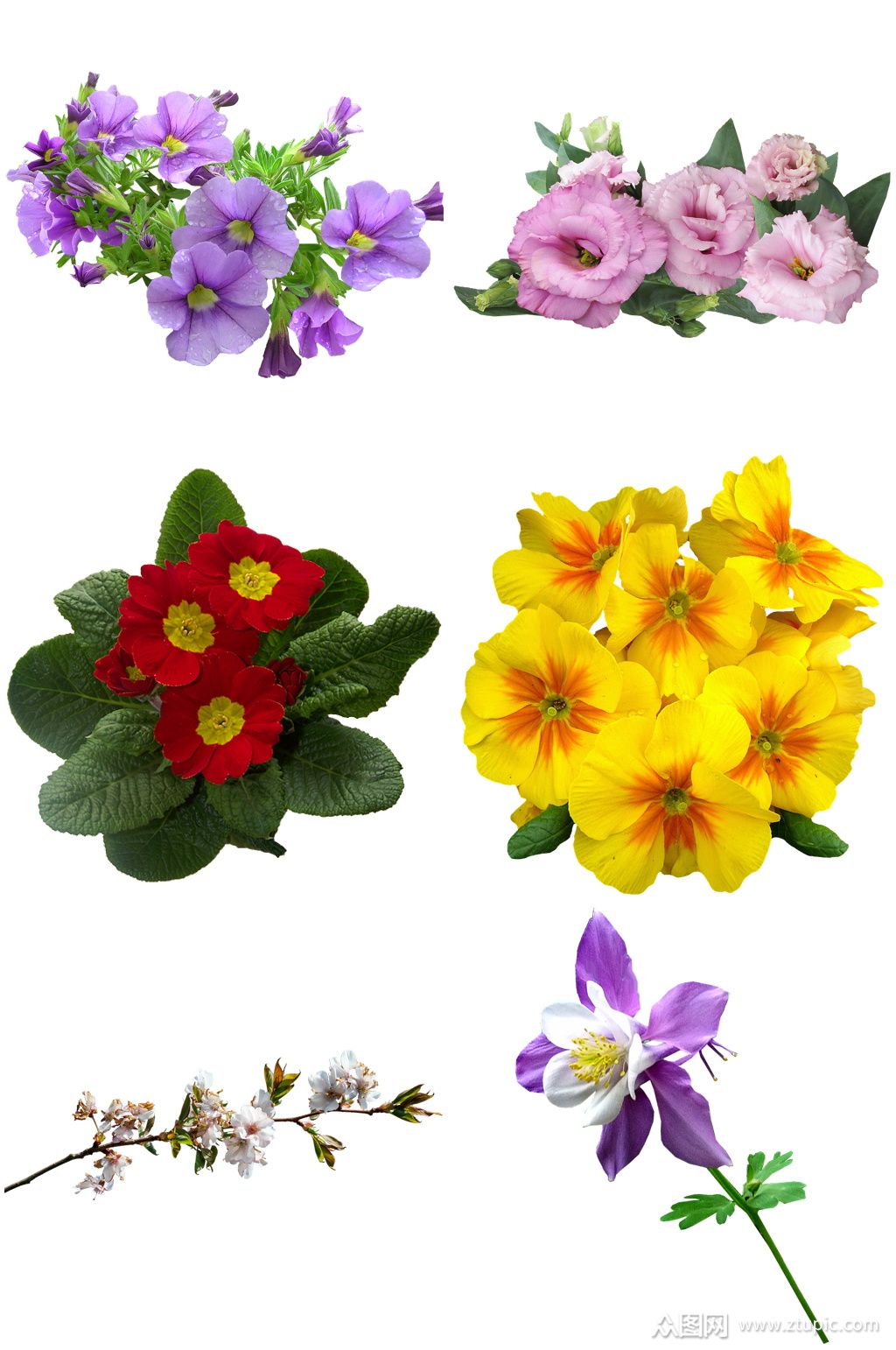 位圖 寫實花卉 植物 花朵 旱金蓮 免費素材產品工業素材.