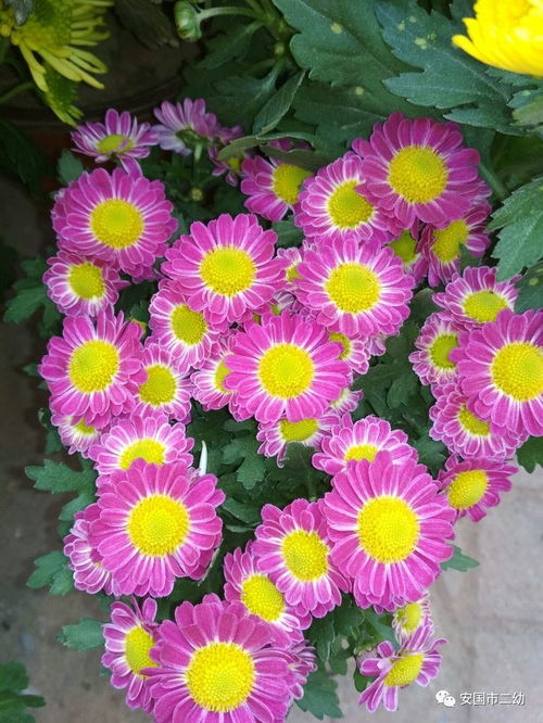 花卉 暖陽 笑臉