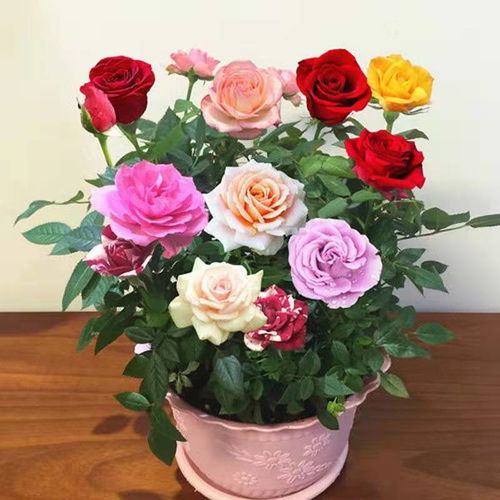 玫瑰花苗四季開花大花月季室內外綠植物盆栽花卉桌面陽臺觀花植物