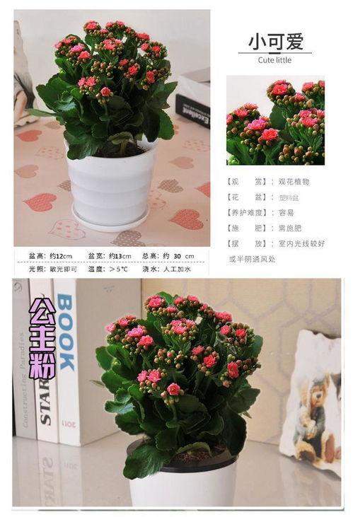 長(zhǎng)壽花苗花盆栽重瓣花苗帶花包郵四季花卉植物凈化空氣吸甲醛