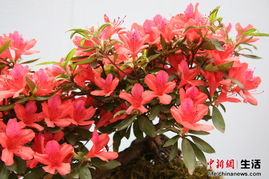 中新網(wǎng)高清圖 第二屆井岡山國(guó)際杜鵑花節(jié)精品花卉展 6