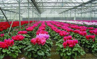 用機(jī)器人代替人工的植物工廠都怎么樣了 壹本工科城來告訴你