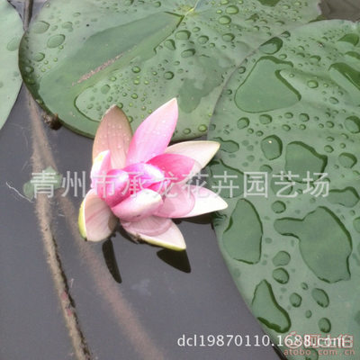【廠家供應(yīng)青州最暢銷花卉荷花品種優(yōu)良花色鮮艷】青州市承龍花卉園藝場(chǎng) - 產(chǎn)品庫