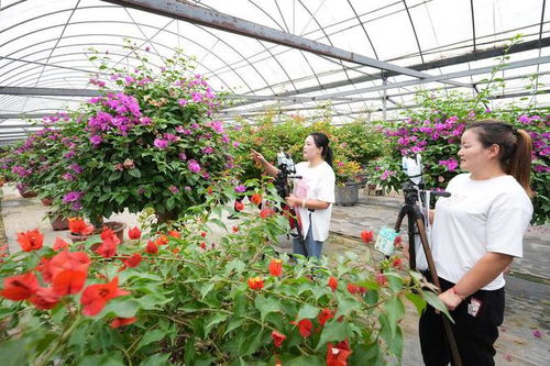 全國矚目 第十屆沭陽花木節(jié)今日盛大開幕