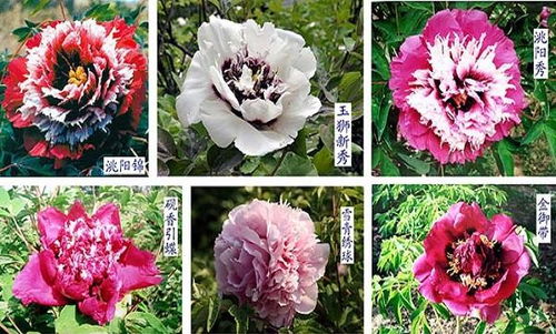 獨(dú)一無二紫斑牡丹 一縣一品公益助農(nóng),甘肅臨洮農(nóng)特產(chǎn)品花卉