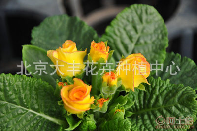 【大豐花卉廠家直銷時(shí)令草花小型盆栽花卉園林綠化迷你盆栽花卉現(xiàn)貨】北京大豐花卉種植中心 - 產(chǎn)品庫