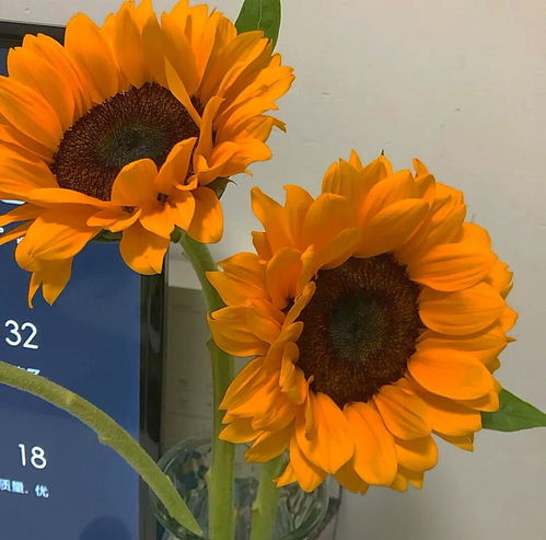 花卉背景圖 人間如此,歡喜是你