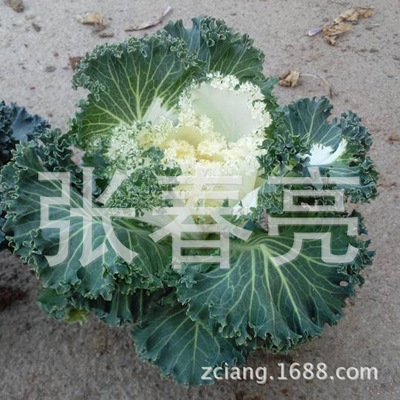 【最新產品 耐寒羽衣甘藍 觀葉冬季草花【圖】】價格,廠家,圖片,其他園藝花卉,張春亮-