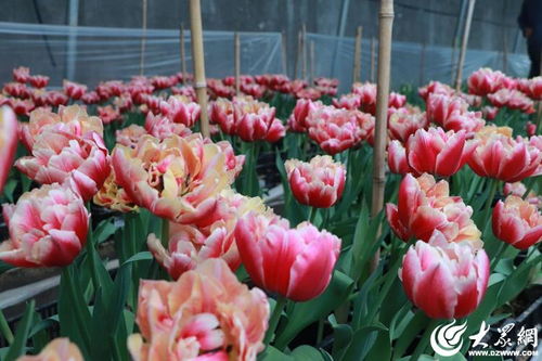 菏澤催花 家族 添新丁 4萬余支催花郁金香上市
