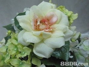 macherry global company limited提供各式各樣的花卉, 人造花, 圣誕花卉等植物產品
