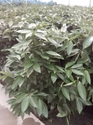 平安樹廠家/安陽藝海源花卉圖片|平安樹廠家/安陽藝海源花卉產(chǎn)品圖片由安陽藝海源花卉批發(fā)公司生產(chǎn)提供-