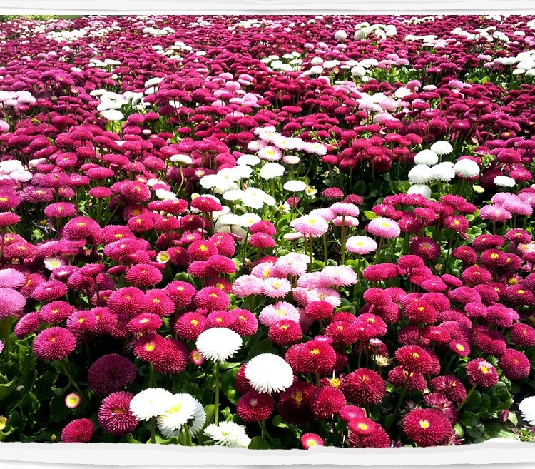 小雛菊花種籽子播種開花陽臺盆栽花種子庭院花卉種孑香草植物種子
