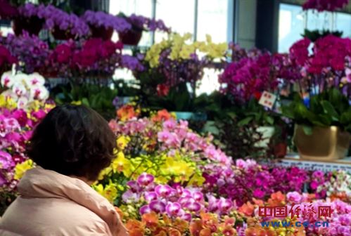 花卉市場年味濃 年宵花經(jīng)濟火出圈