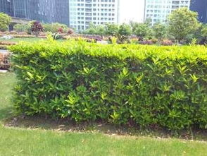 圖 別墅庭院私家花園陽臺綠化設計,小區(qū)廠房草皮種植養(yǎng)護 上海鮮花綠植